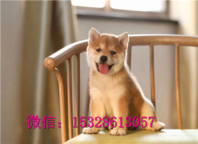 朔州哪里的柴犬便宜柴犬幼犬多少钱一只正宗柴