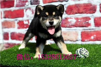 白城哪里有柴犬出售日系柴犬多少钱柴犬繁殖基