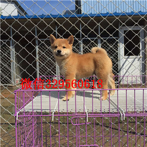 文山犬舍哪卖纯种柴犬多少钱双血统日系柴犬出