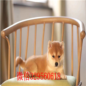 松原哪里有柴犬卖柴犬图片纯种柴犬 柴犬价格