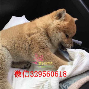 许昌哪里出售日系柴犬幼犬双血统日系柴犬出售