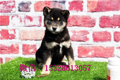 铜川哪里能买到柴犬纯种柴犬多少钱柴犬繁殖基