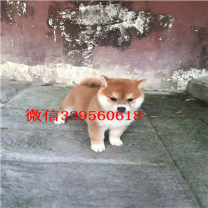 佛山哪里出售日系柴犬幼犬超萌日系柴犬日本柴犬 小柴犬赛级柴犬幼犬多少钱