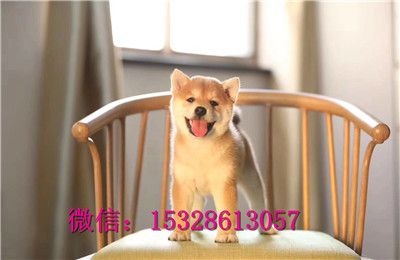 鸡西哪里有柴犬出售纯种柴犬多少钱日本引进柴