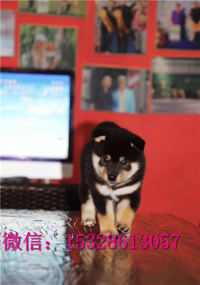 武威哪里有卖柴犬柴犬幼犬多少钱一只正宗柴犬犬舍双血统柴犬