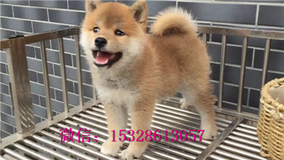 延安哪里有卖柴犬柴犬幼犬多少钱一只正宗柴犬犬舍健康柴犬保健康