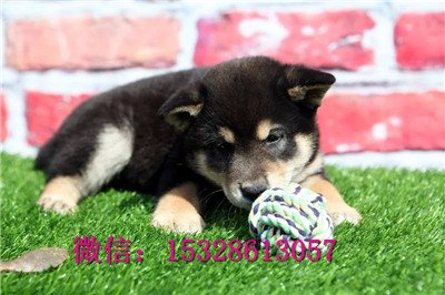 庆阳哪里能买到柴犬日系柴犬多少钱正宗柴犬犬