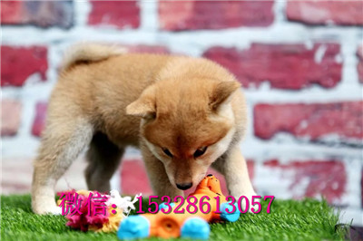 沈阳哪里的柴犬便宜正宗日本柴犬多少钱正宗柴