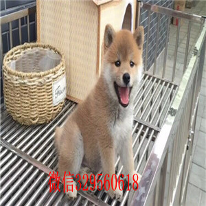 汕头哪里有柴犬卖柴犬犬舍日系柴犬幼犬豆柴柴犬价格 柴犬图片