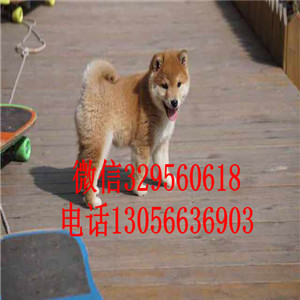  哪里出售日系柴犬幼犬柴犬图片 柴犬犬舍一只