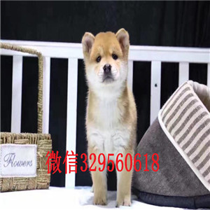  大连哪里卖纯种日本柴犬多少钱一只柴犬图片 