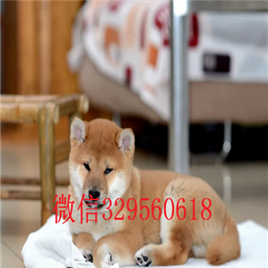   黑龙江黑河哪里有卖柴犬 纯种柴犬价格 柴犬介绍 柴犬犬舍  柴犬出售