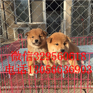  松原哪里卖纯种日本柴犬多少钱一只专业繁育柴犬幼犬出售高品质柴犬幼犬纯种聪明日本柴犬幼犬