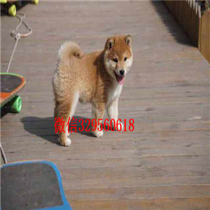 四平哪里有卖 超萌日系柴犬 柴犬价格 柴犬图片