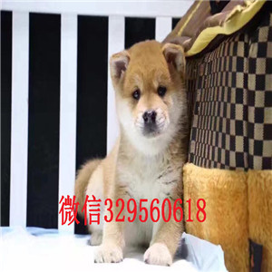  哪里出售日系柴犬幼犬柴犬图片 柴犬犬舍出售高品质柴犬幼犬网红表情包柴犬
