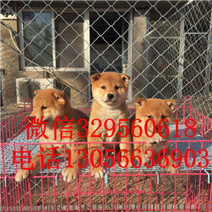 漯河哪里出售日系柴犬幼犬精品日系柴犬幼犬