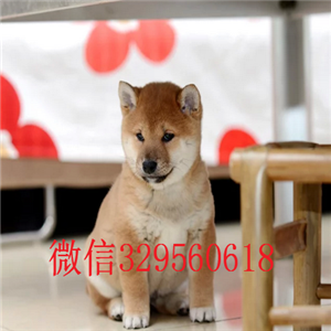   黑龙江黑河哪里有卖柴犬 纯种柴犬价格 柴犬介绍 柴犬犬舍  柴犬出售