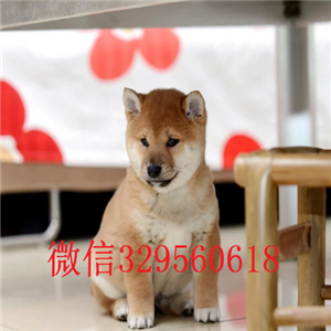   黑龙江黑河哪里有卖柴犬 纯种柴犬价格 柴犬介绍 柴犬犬舍  柴犬出售