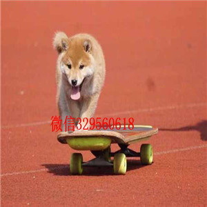 四平哪里有卖 超萌日系柴犬 柴犬价格 柴犬图片