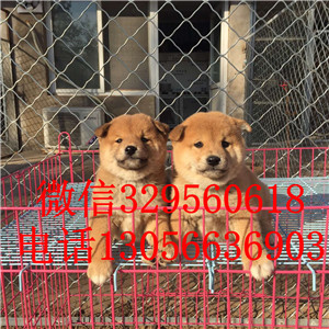  松原哪里卖纯种日本柴犬多少钱一只专业繁育柴犬幼犬出售高品质柴犬幼犬纯种聪明日本柴犬幼犬