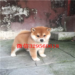  青岛哪里有卖柴犬的豆柴多少钱一只专业繁殖优质柴犬幼犬出售纯种柴犬