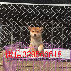 鄂尔多斯出售纯种柴犬柴犬价格双血统柴犬豆柴