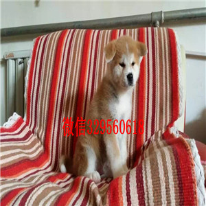 怒江哪里能买到柴犬柴犬狗场双血统柴犬柴犬多少钱一只