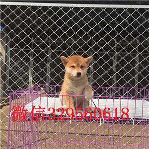 赤峰出售纯种柴犬柴犬狗场精品柴犬黑色柴犬