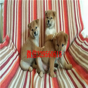 文山出售纯种柴犬柴犬狗场精品柴犬超可爱的柴