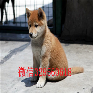 鄂尔多斯出售纯种柴犬柴犬价格双血统柴犬豆柴多少钱一只