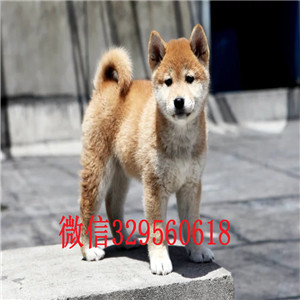 鄂尔多斯出售纯种柴犬柴犬价格双血统柴犬豆柴多少钱一只