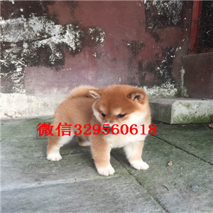  东营哪里有柴犬出售柴犬价格多少柴犬温顺吗