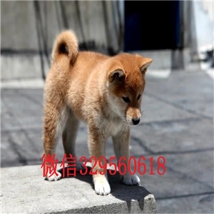 鄂尔多斯出售纯种柴犬柴犬价格双血统柴犬豆柴多少钱一只