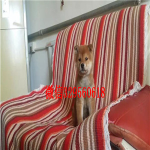 怒江哪里能买到柴犬柴犬狗场双血统柴犬柴犬多少钱一只