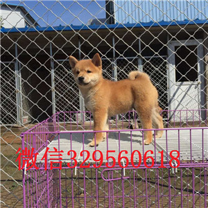 绥化哪里卖纯种柴犬柴犬狗场双血统柴犬赤色柴