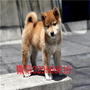 鄂尔多斯出售纯种柴犬柴犬价格双血统柴犬豆柴多少钱一只