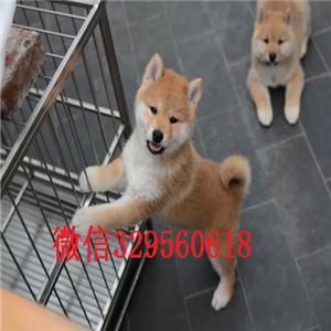 沈阳哪里能买到柴犬柴犬图片柴犬多少钱赤色柴