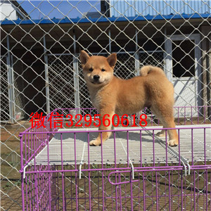 信阳出售纯种柴犬柴犬狗场柴犬多少钱赤色柴犬