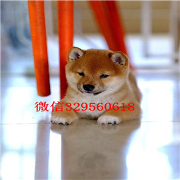  呼和浩特哪里能买到柴犬柴犬性格柴犬掉毛吗日本柴犬 小柴犬