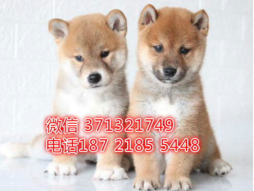 柴犬出售纯种，日本柴犬狗狗，上海柴犬哪里有卖