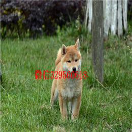  攀枝花哪里的柴犬好柴犬价格多少柴犬温顺吗出售纯种柴犬