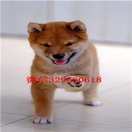  承德哪里能买到柴犬柴犬价格多少柴犬掉毛吗