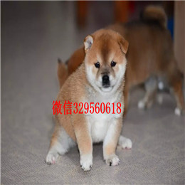  鞍山哪里能买到柴犬柴犬性格专业繁殖优质柴