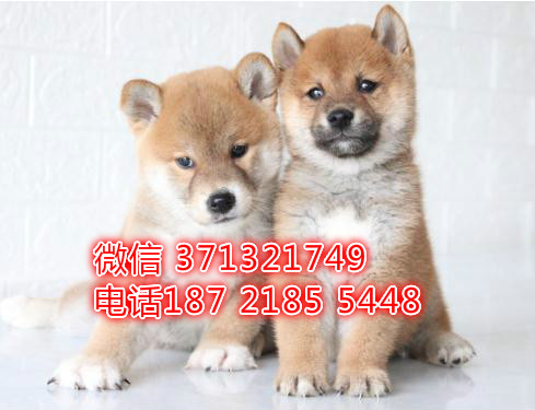 深圳柴犬出售纯种幼犬，小型犬 日本柴犬狗狗，深圳犬舍