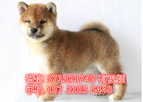 日本柴犬出售纯种幼犬，武汉繁殖柴犬狗狗，武汉犬舍出售