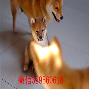  陇南哪里的柴犬好柴犬图片柴犬温顺吗出售日本柴犬幼犬