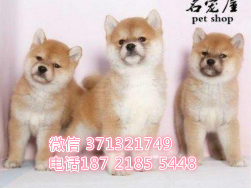 柴犬出售纯种青岛犬舍繁殖柴犬 可以自取 全国