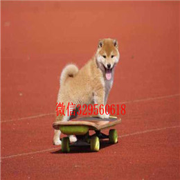  滨州哪里能买到柴犬柴犬多少钱一只专业繁殖优质柴犬幼犬日本柴犬 小柴犬