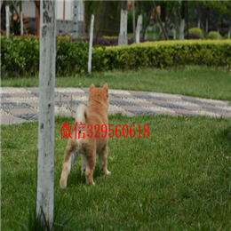  珠海哪里的柴犬好柴犬价格多少柴犬掉毛吗出售纯种柴犬