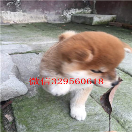  驻马店哪里能买到柴犬柴犬图片柴犬温顺吗日本柴犬 小柴犬